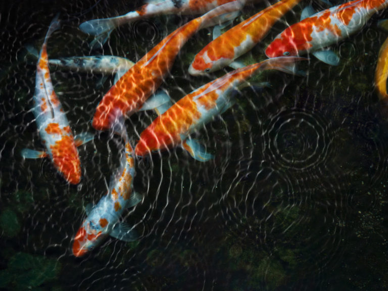 kois in pond